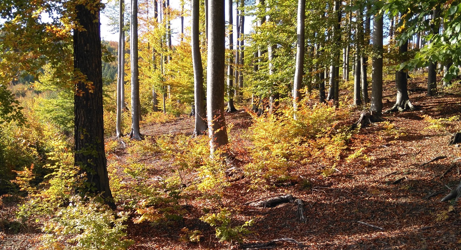 Picture of an autumn forest in the sun